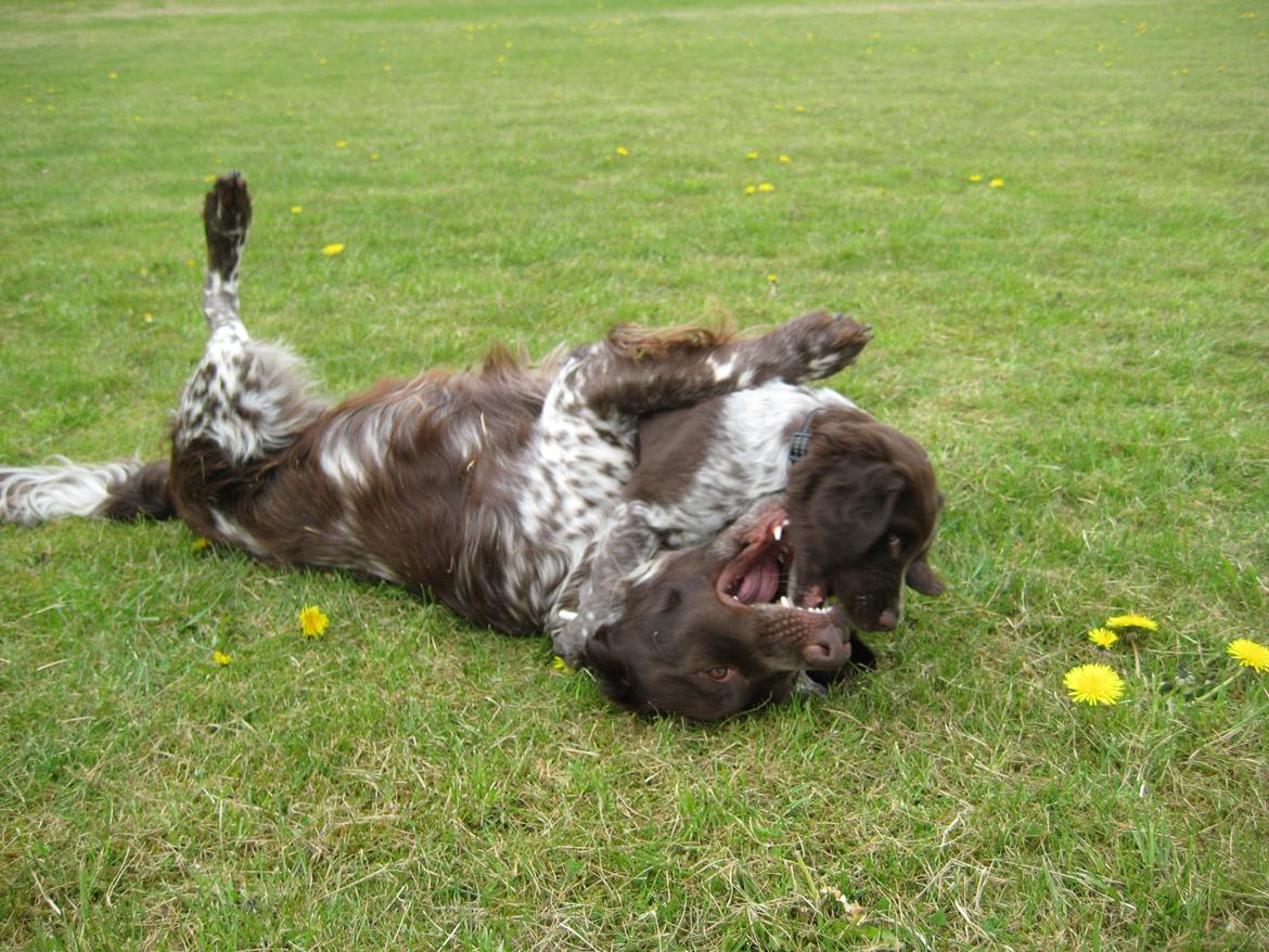 Kleiner münsterländer Bastian billede 6