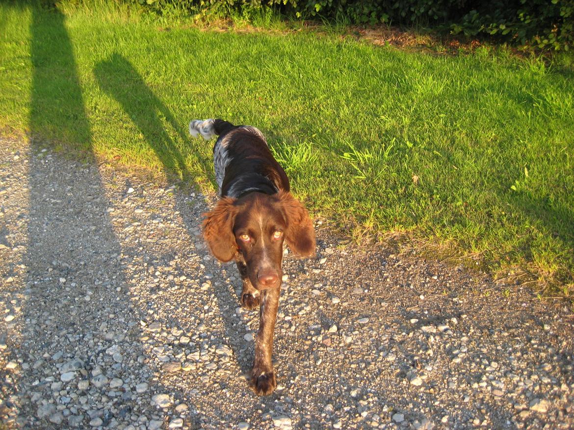 Kleiner münsterländer Bastian billede 7