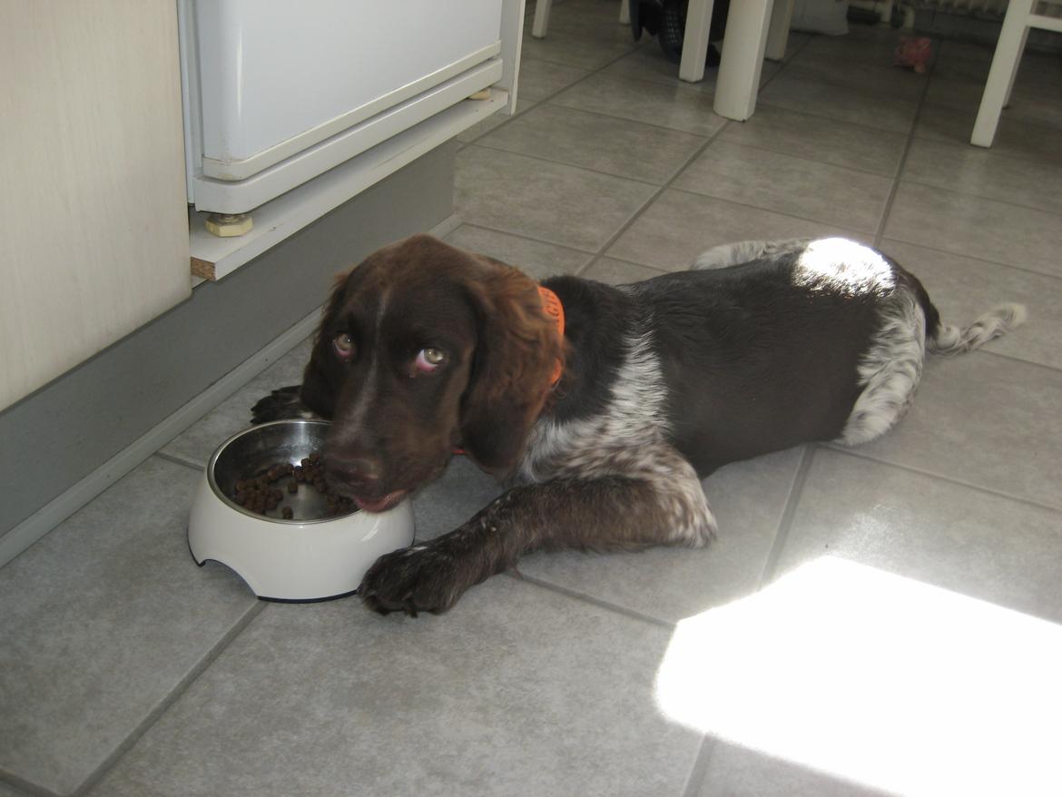 Kleiner münsterländer Bastian billede 8