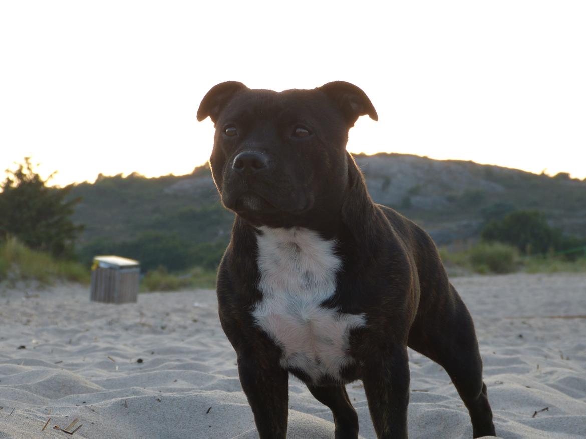 Staffordshire bull terrier Enzo - 2 år gammel. Solnedgang på Sandvig strand (Bornholm) billede 16