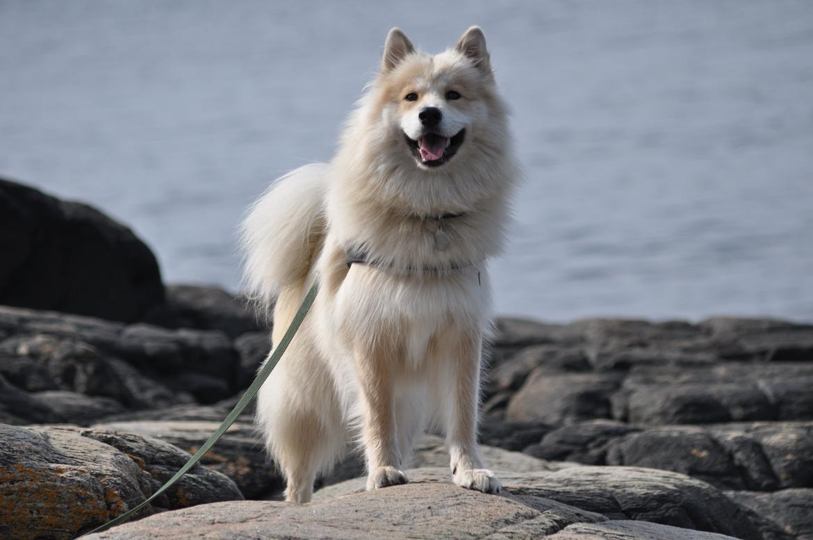 Blanding af racer Gaia - Gaia i Sverige.
Hun er helt vild med at klatre på alle de klipper! billede 14