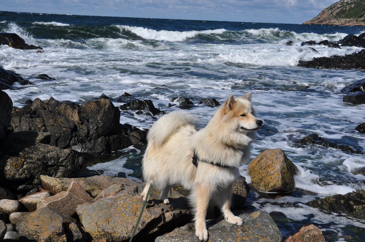 Blanding af racer Gaia - Gaia ved vandet i Sverige, hvor det blæser ret meget! billede 15
