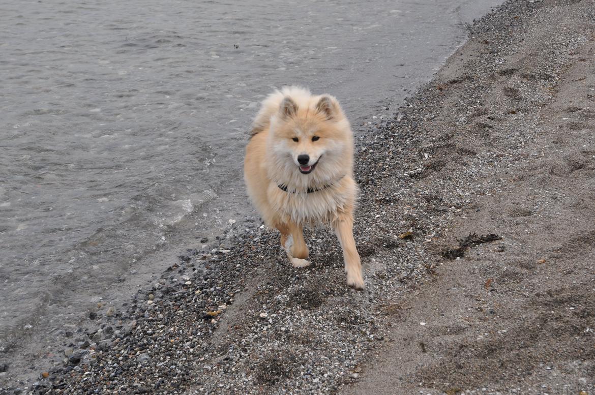 Blanding af racer Gaia - Gaia på standen på djursland :) billede 16