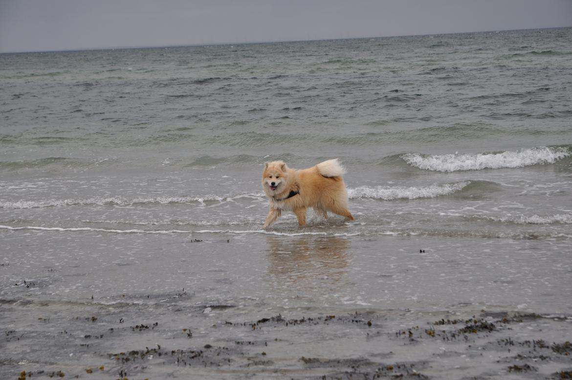 Blanding af racer Gaia - lidt vandhund er man vel altid! men kun ud til maven! :) billede 17
