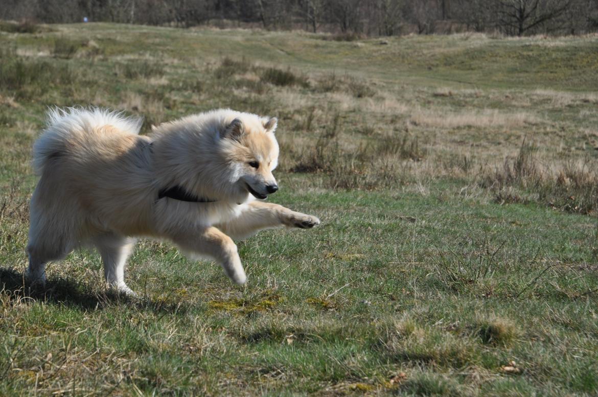 Blanding af racer Gaia - fuld fart ud over djurslands stepper! billede 18