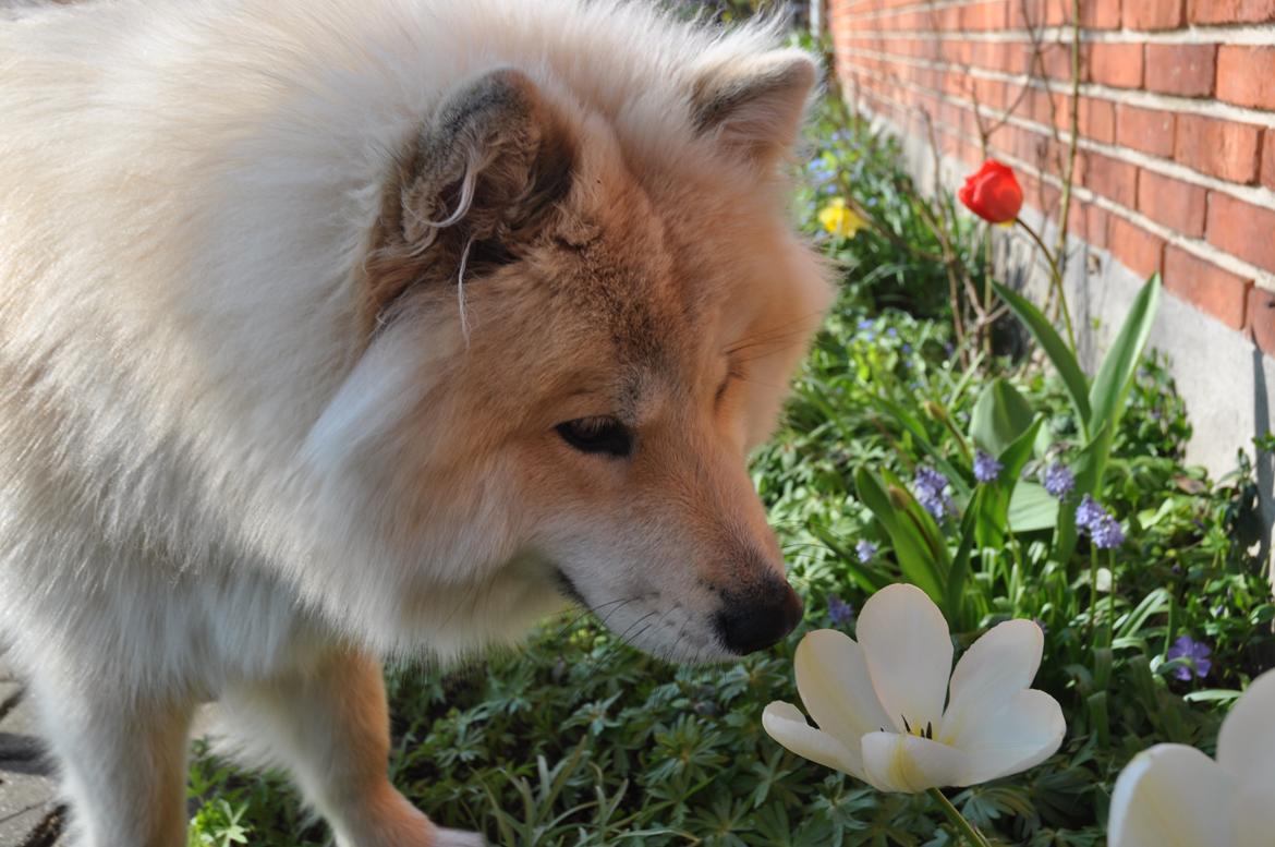 Blanding af racer Gaia - De dejlige blomster i haven dufter dejligt! billede 19