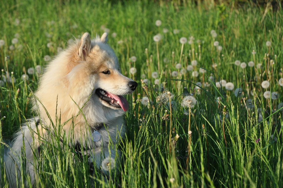 Blanding af racer Gaia - ingen ting som en dejlig sommer gåtur i det høje græs! billede 20