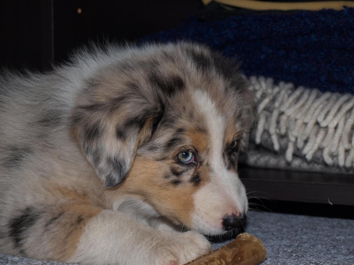 Australian shepherd Godrumgaard´s Cortina (Tidl. Hund) billede 4