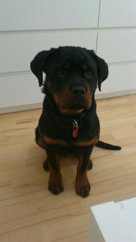 Rottweiler Gaia - Lille baby Gaia da jeg fik hende i februar :) billede 20