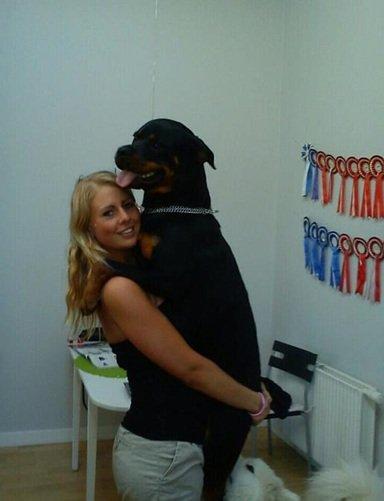 Rottweiler Gaia - Er jeg ikke en chihuahua? billede 17