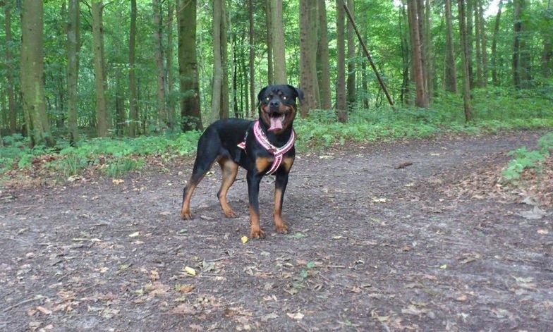 Rottweiler Gaia - Hmm, hvilken gren skal jeg mon nedlægge? billede 4