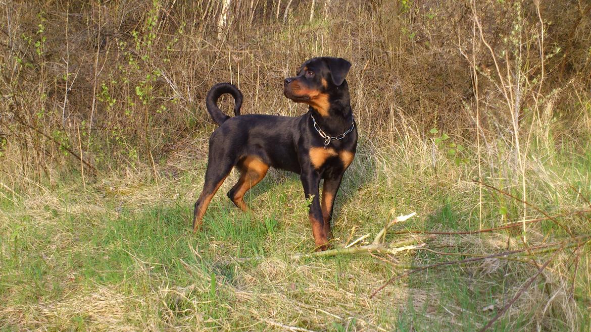 Rottweiler Gaia billede 2
