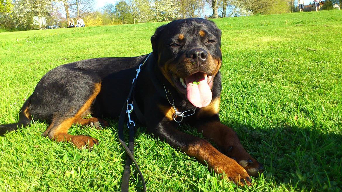 Rottweiler Gaia - Det er hårdt at være med i parken. billede 11