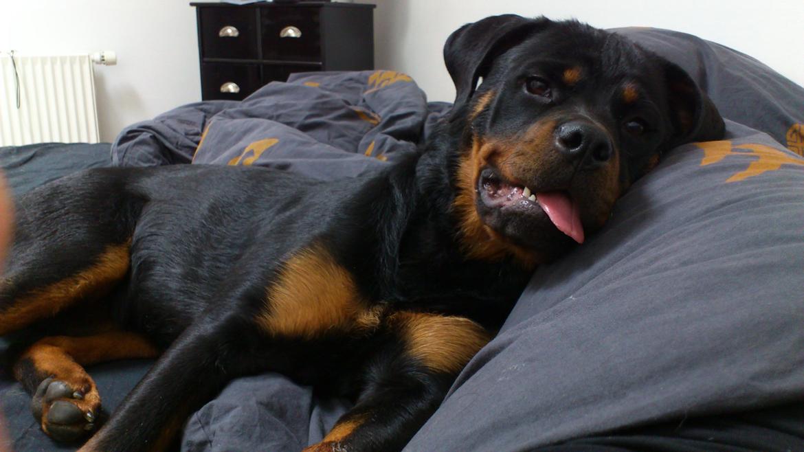 Rottweiler Gaia - Så putter vi. billede 19