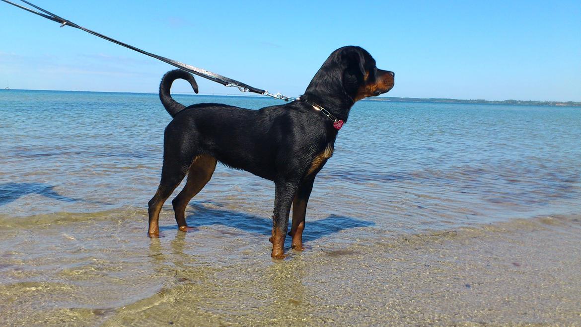 Rottweiler Gaia - Jeg er flot i profil, ikk? billede 12