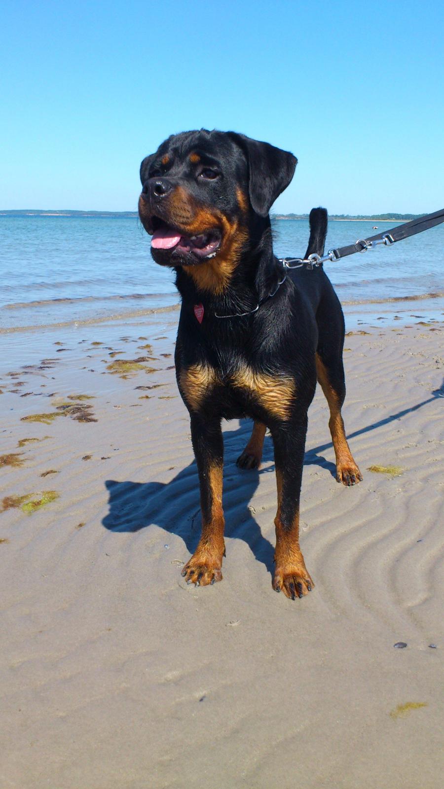 Rottweiler Gaia - Aaah sommer billede 3