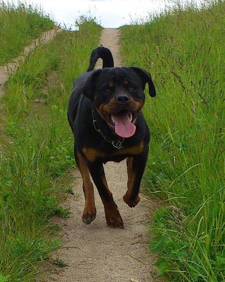 Rottweiler Gaia billede 6