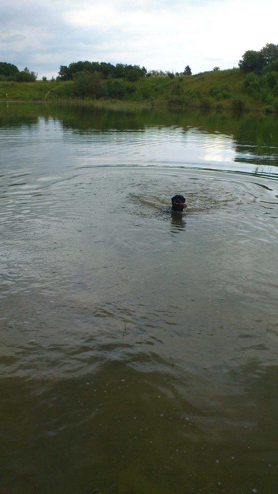 Rottweiler Gaia - Jeg elsker bare at svømme! billede 14