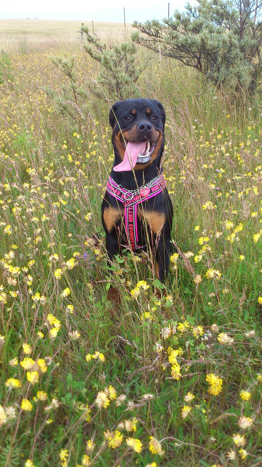 Rottweiler Gaia - HEEEEJ! :D billede 10