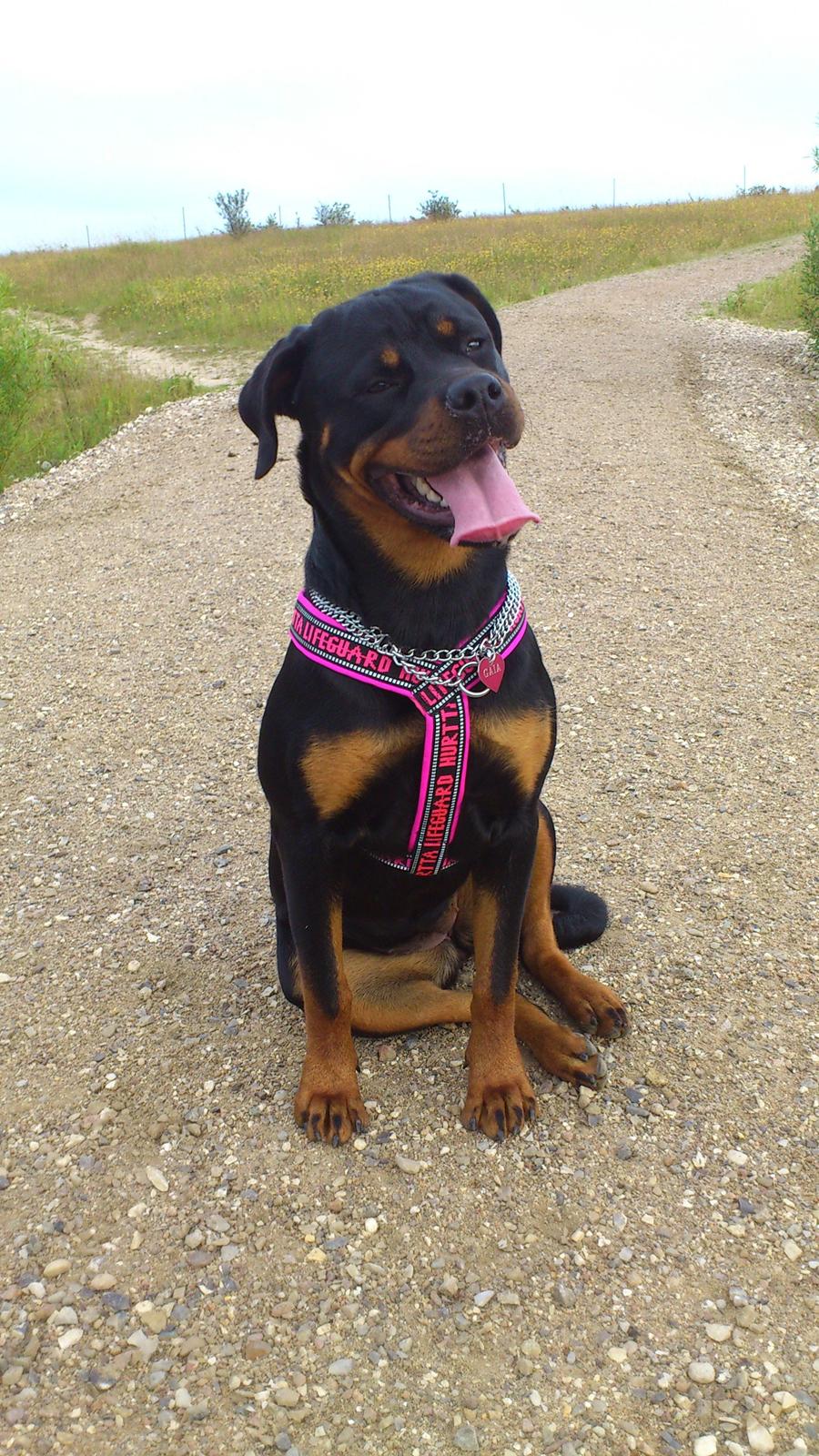 Rottweiler Gaia - Sagde du noget? :D billede 13