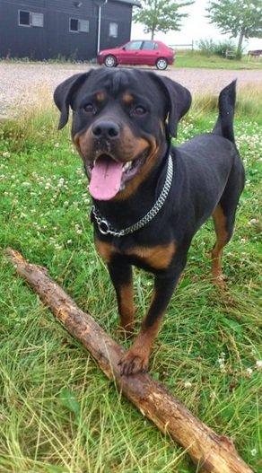 Rottweiler Gaia - Se min flotte pind! billede 8