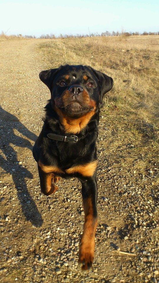 Rottweiler Gaia billede 16