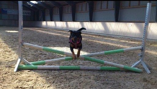 Rottweiler Gaia - Jeg kan da også bare hoppe ligesom hesten! billede 15