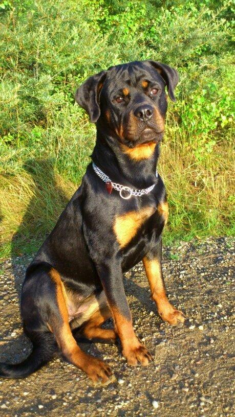 Rottweiler Gaia - Smukke Tulle, 07.08.12 billede 1