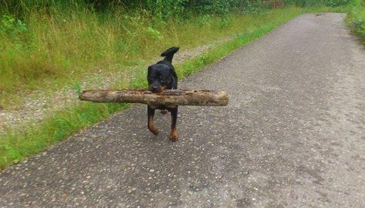 Rottweiler Gaia - Jeg er bare mega stærk! billede 9