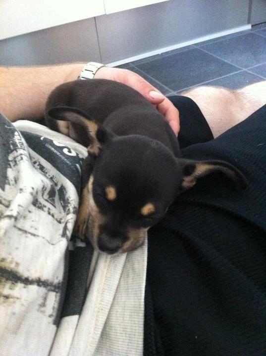 Blanding af racer cookie billede 3