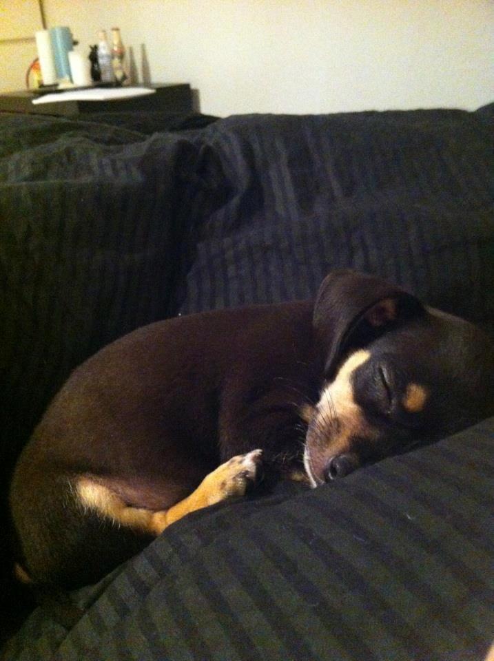 Blanding af racer cookie billede 4