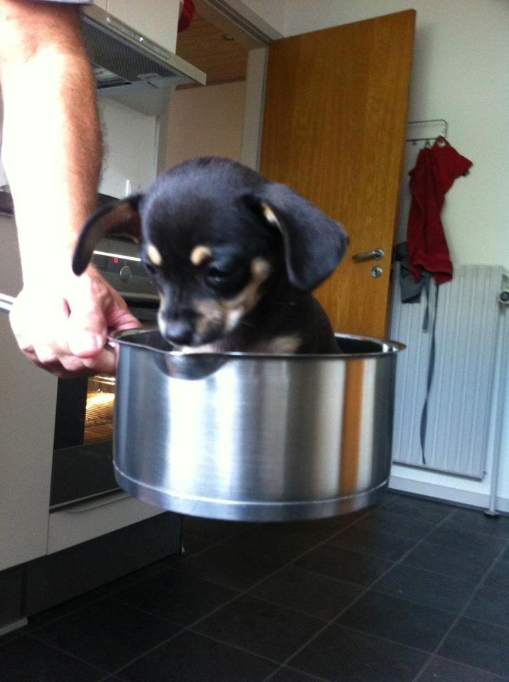 Blanding af racer cookie billede 5