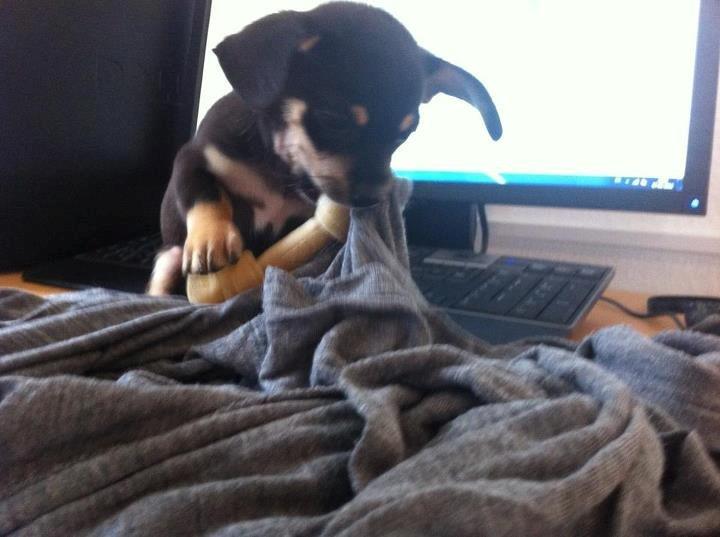 Blanding af racer cookie billede 6