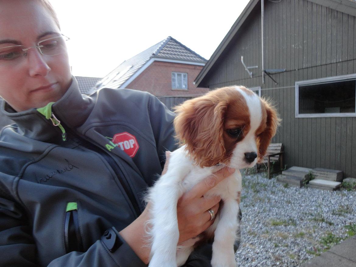 Cavalier king charles spaniel Gi-kan Just Spot On ( Willas ) billede 6