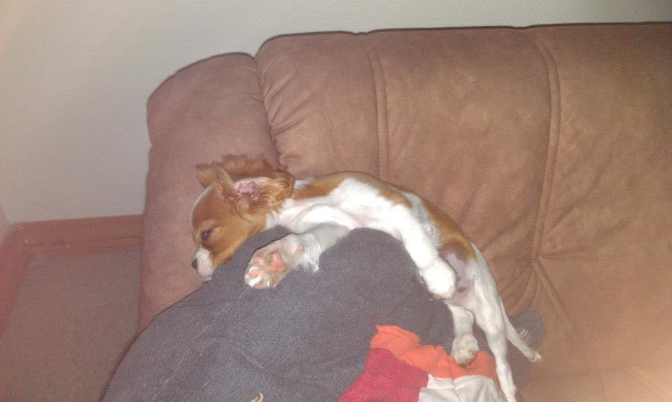 Cavalier king charles spaniel Gi-kan Just Spot On ( Willas ) billede 7