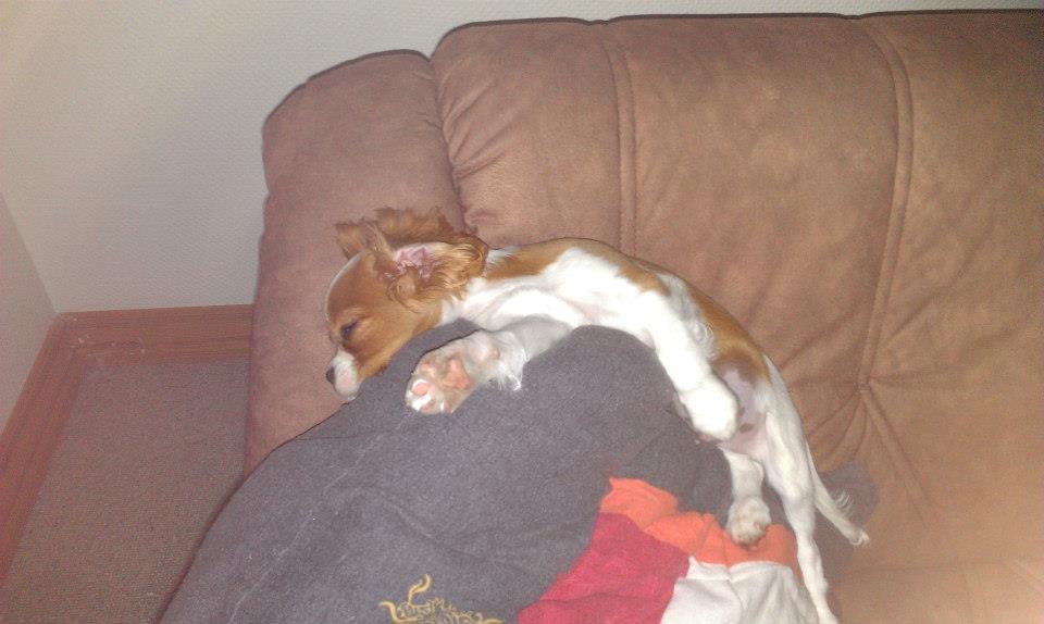 Cavalier king charles spaniel Gi-kan Just Spot On ( Willas ) billede 9