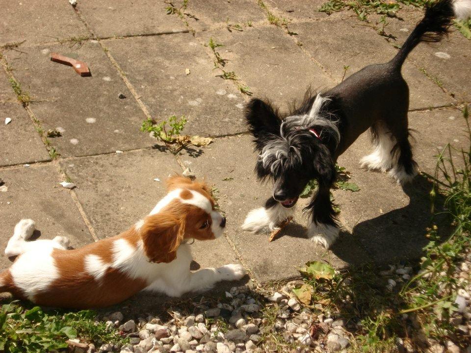 Cavalier king charles spaniel Gi-kan Just Spot On ( Willas ) billede 10