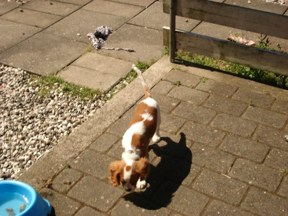 Cavalier king charles spaniel Gi-kan Just Spot On ( Willas ) billede 11