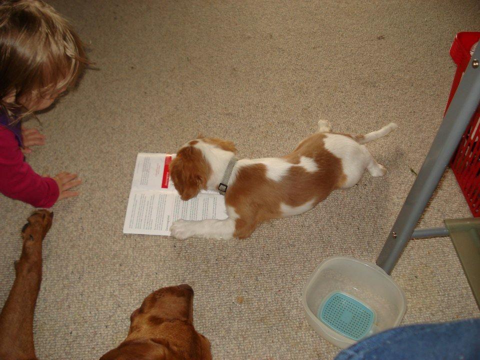 Cavalier king charles spaniel Gi-kan Just Spot On ( Willas ) billede 12