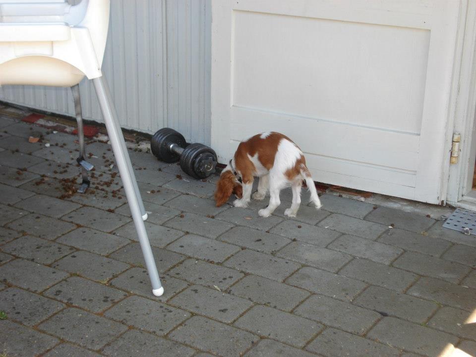 Cavalier king charles spaniel Gi-kan Just Spot On ( Willas ) billede 13