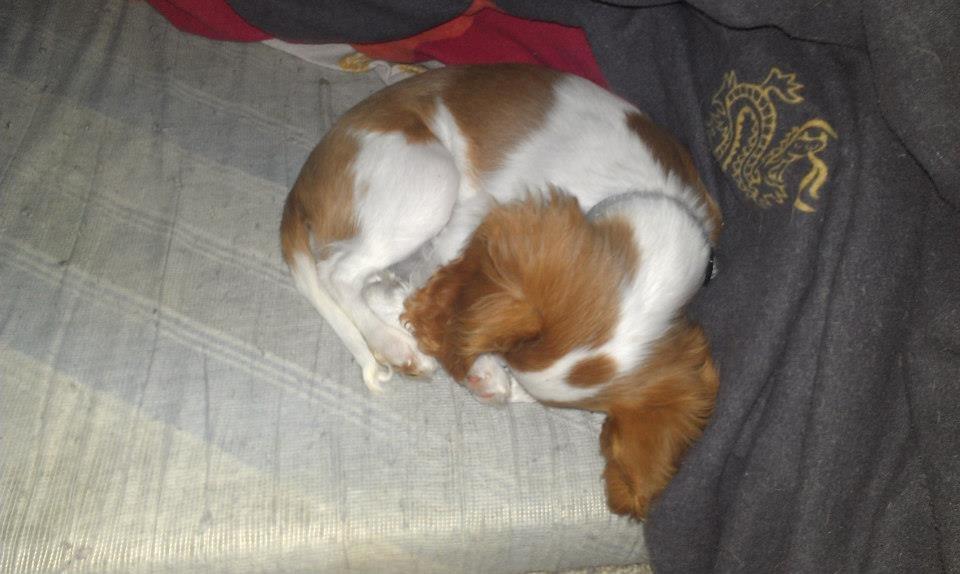 Cavalier king charles spaniel Gi-kan Just Spot On ( Willas ) billede 14