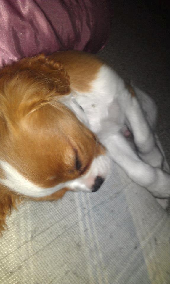 Cavalier king charles spaniel Gi-kan Just Spot On ( Willas ) billede 15