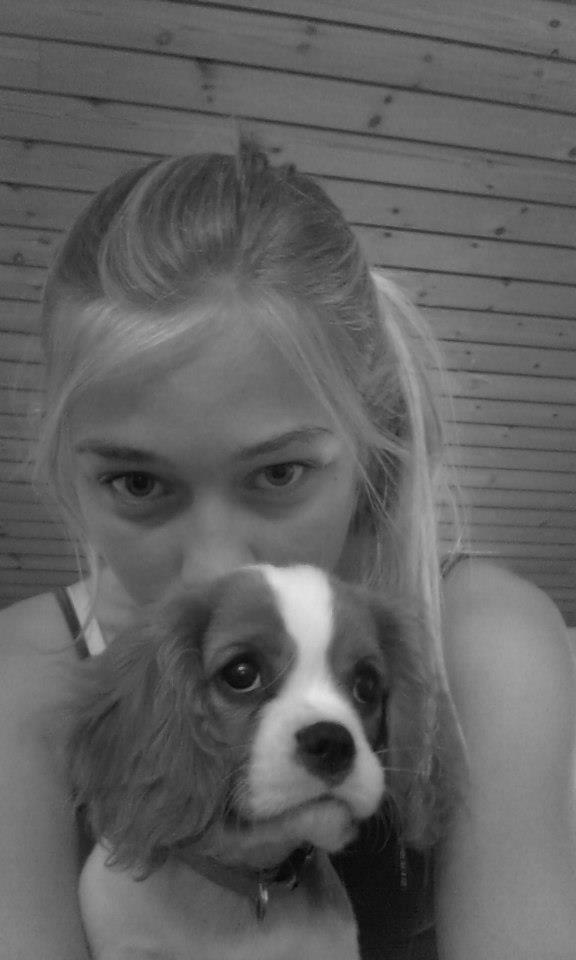 Cavalier king charles spaniel Gi-kan Just Spot On ( Willas ) billede 16