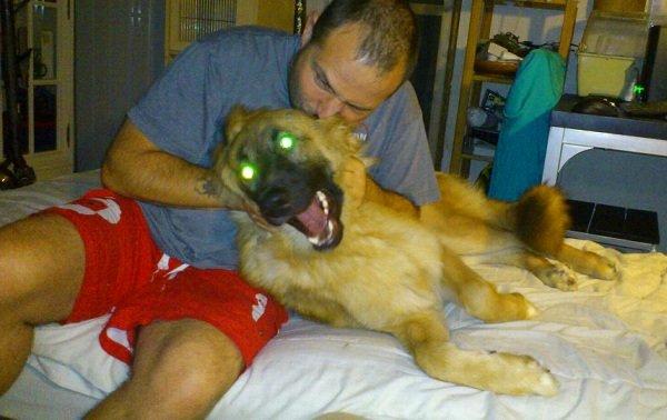 Blanding af racer Chewbacca - Chewbacca - 9 mdr. Lidt djævel har man vel altid gemt i sig ;-) billede 3