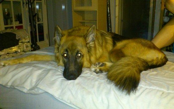 Blanding af racer Chewbacca - Chewbacca - 9 mdr. og total krammelækker. billede 1