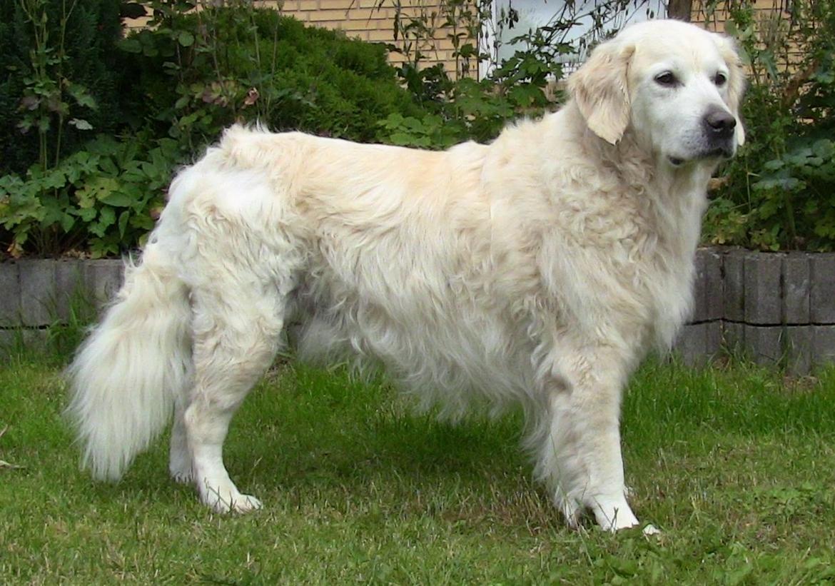 Golden retriever Balou - Smuk & Nyvasket <3  billede 19