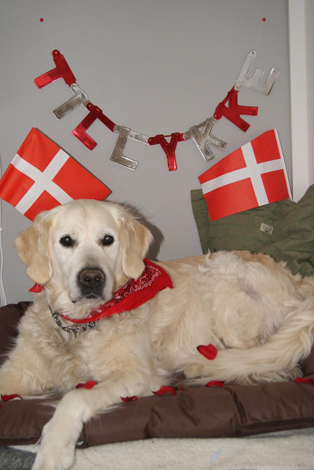 Golden retriever Balou - Balou på sin 11 års fødselsdag d. 22/6 2012 :D billede 11