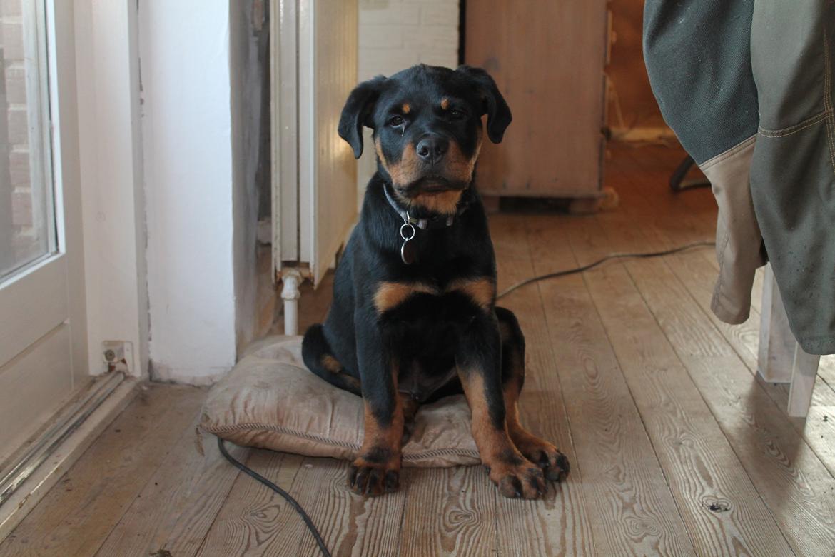 Rottweiler Saxo (Vom Hause Luna's Pyton) - Saxo på sin pude :-)

d. 06/08 2012 billede 18