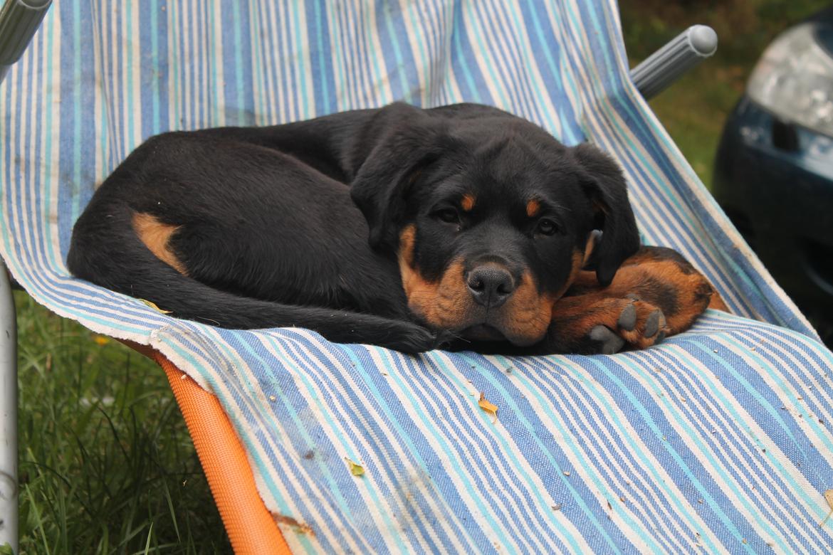 Rottweiler Saxo (Vom Hause Luna's Pyton) - Sommerferien nydes i familiens liggestol i haven

d. 04/08 2012 billede 17