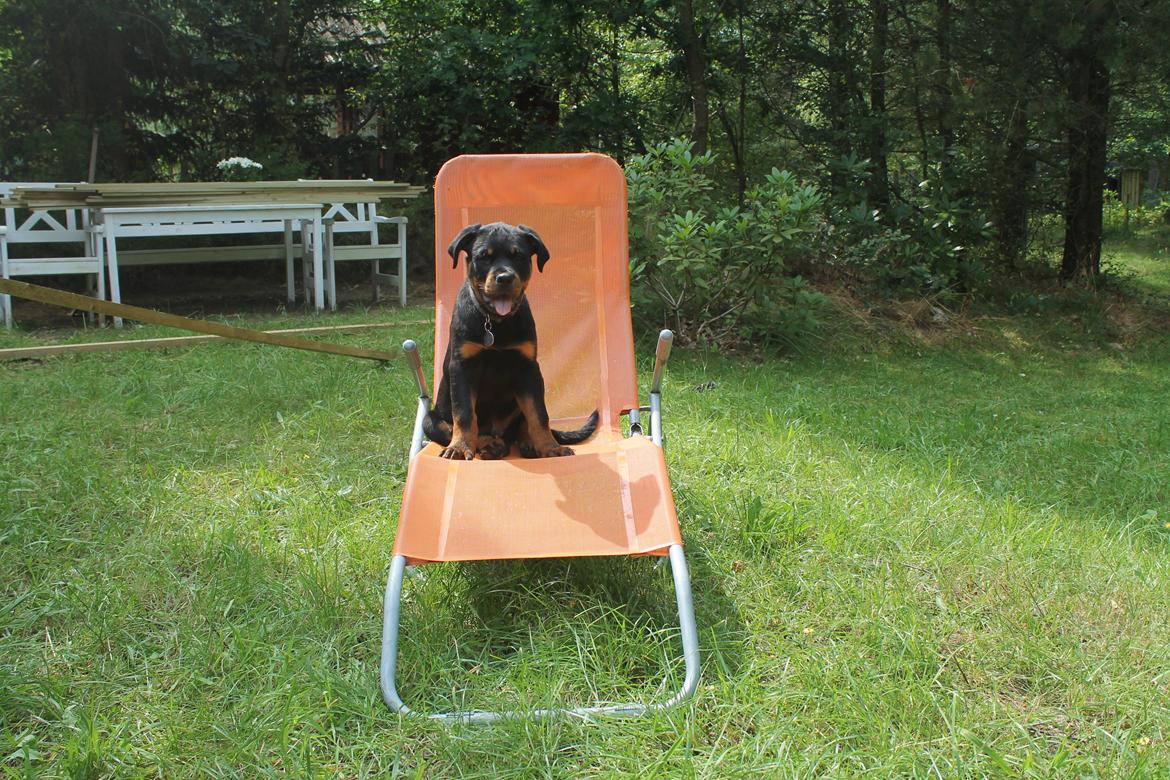 Rottweiler Saxo (Vom Hause Luna's Pyton) - Hov - der sad en rottweiler! 

d. 02/08 2012 billede 15